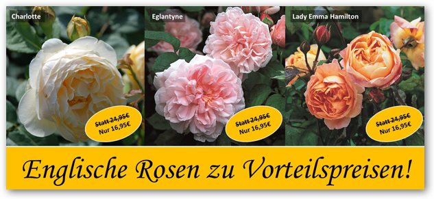 Garten Schlüter Rosen